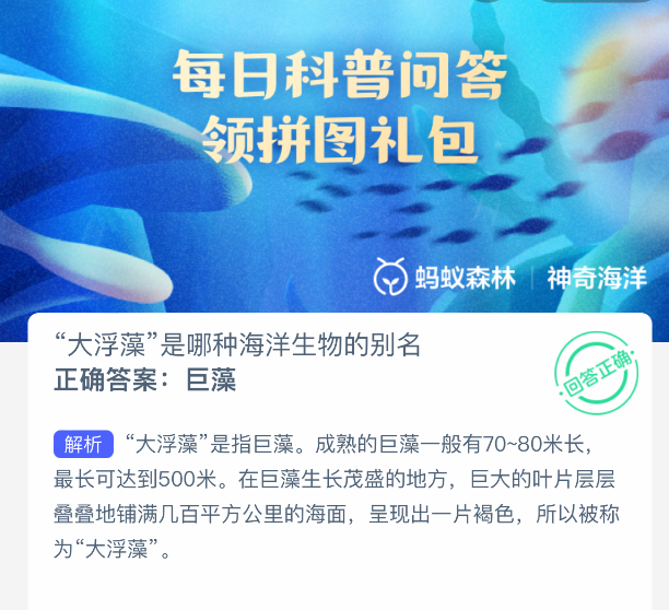 巨藻图片