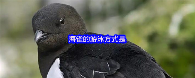 《支付宝》海雀的游泳技巧揭秘
