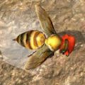 蜜蜂生存模拟器破解版