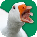 街头捣蛋鹅模拟器app下载_街头捣蛋鹅模拟器app最新版免费下载