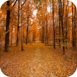 森林自然壁纸app下载_森林自然壁纸app最新版免费下载