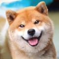 秋田犬模拟器手游_秋田犬模拟器2021版最新下载
