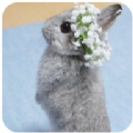 新兔子壁纸下载最新版_新兔子壁纸app免费下载安装