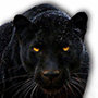 黑豹vp(永久免费)加速器免费版app下载_黑豹vp(永久免费)加速器免费版app最新版免费下载